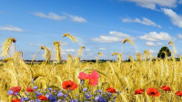 obilí flowers-5476061 1280